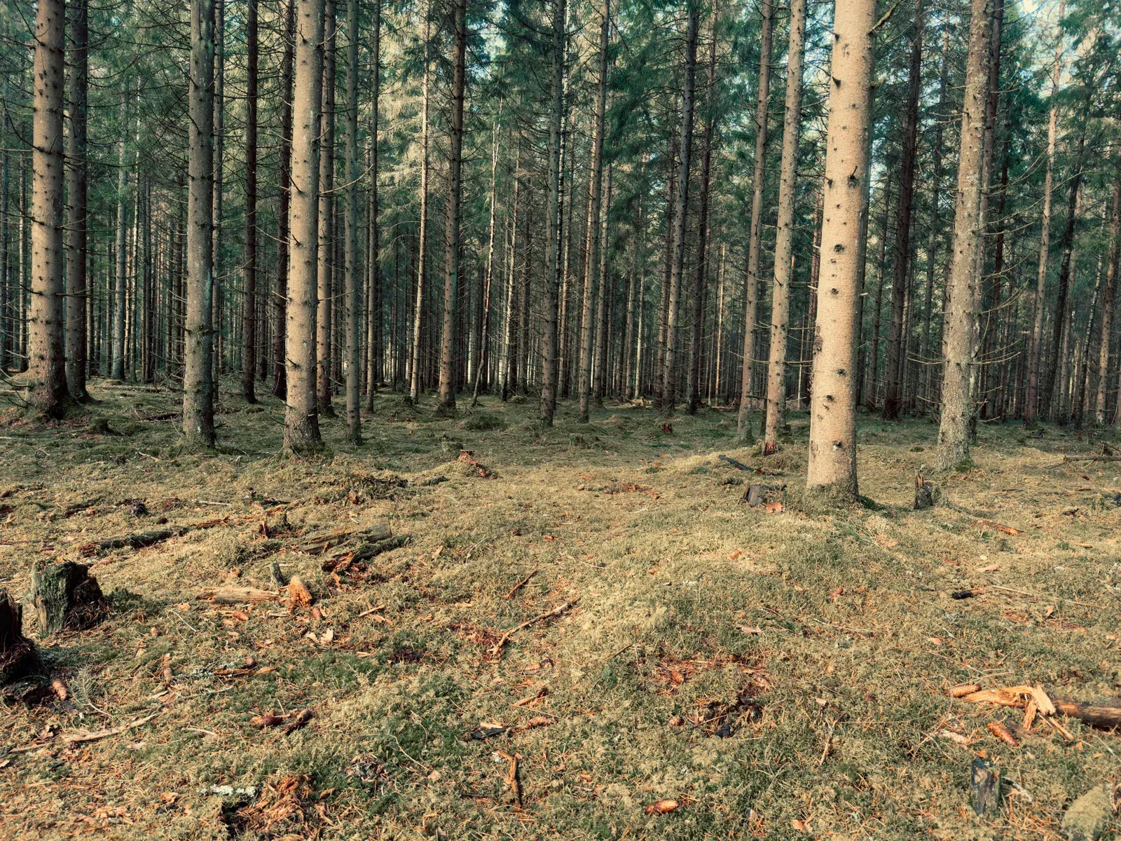Illustrasjonsfoto for Tomtetakst